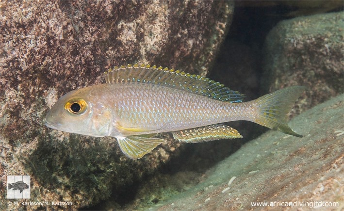 Xenotilapia boulengeri 'Kampemba Point'